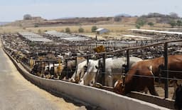 Retoman exportación de ganado en Chihuahua con expectativas de crecimiento