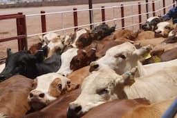 El Futuro de la ganadería chihuahuense en riesgo por cierre fronterizo