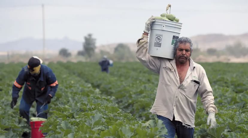 Samalayuca y sus 50 toneladas diarias de Calabacitas: La cosecha no frena