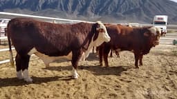Urgen priorizar a ganaderos locales para fortalecer economía rural