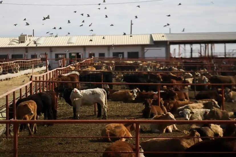 Nuevo caso de plaga pospone indefinidamente cruce de ganado en frontera