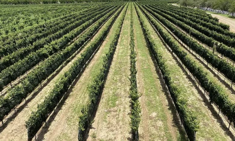 Valle de Rosario: Vinicultura como motor económico hacia el 2030
