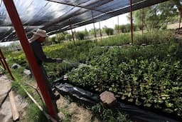 Miles de árboles buscan dar sombra a Juárez
