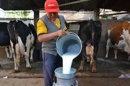 Es Chihuahua productor líder de leche en México