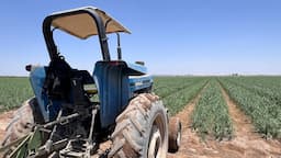Jiménez apuesta por la naturaleza: Lluvias dan esperanza agrícola