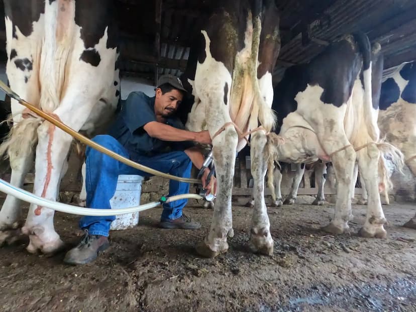 Esperanza para el sector ganadero: evaluaciones prometen reapertura comercial