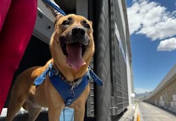 Perros guía y de apoyo emocional ahora son bienvenidos en transporte Bowí
