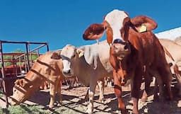 Buscan reabrir frontera para exportar ganado