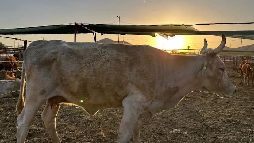 Ganaderos critican importación excesiva de carne brasileña