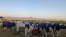 Sequía en Chihuahua encarece leche un 20%