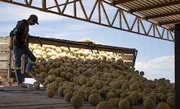 Lluvias impulsan cosecha de melón en Jiménez