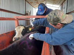 Chihuahua refuerza medidas contra gusano barrenador