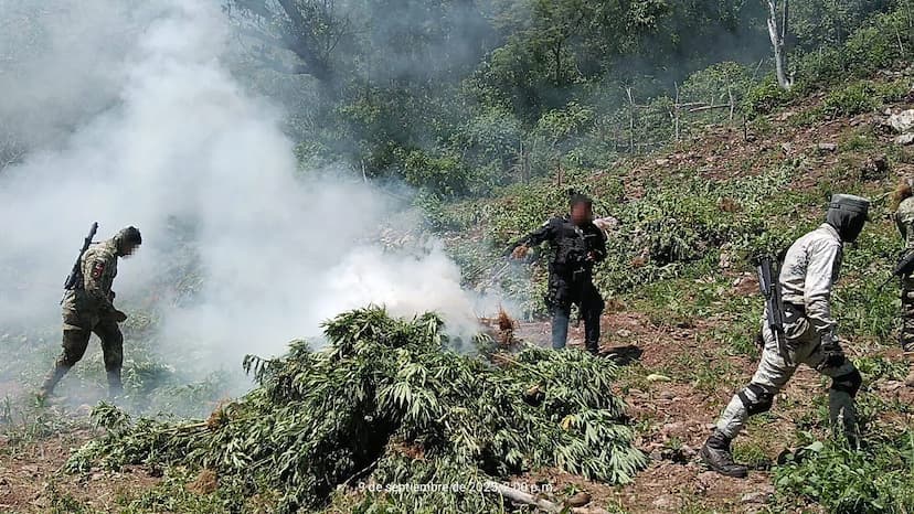 Destruyen plantío y explosivos en Chihuahua