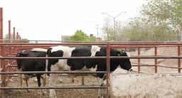 Inicia proyecto para rastro TIF con inversión millonaria