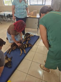 DABA esteriliza 580 mascotas en Juárez