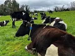 Invitan a Día Internacional del Ganado Lechero 2025