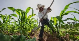 Chihuahua anticipa cosecha récord en 2025