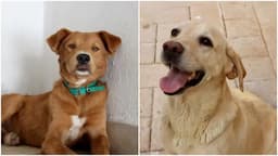 Chihuahua impulsa adopción de perros rescatados