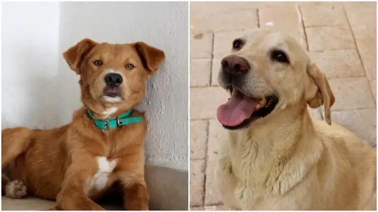 Chihuahua impulsa adopción de perros rescatados