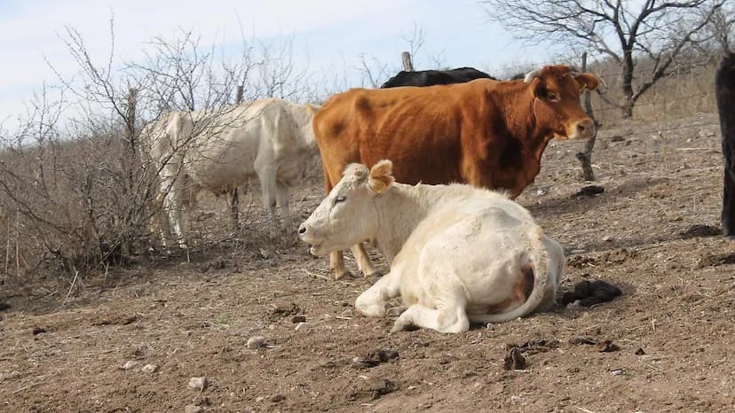 Chihuahua refuerza sanidad ganadera por brote en NL