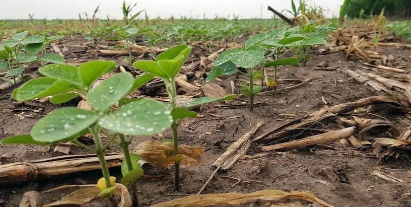 Lluvias impulsan siembra en Chihuahua un 30%