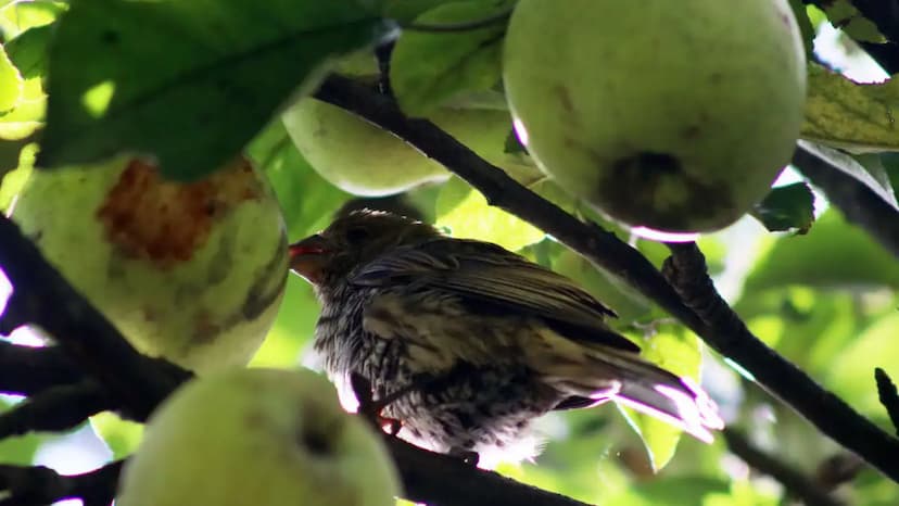 Chihuahua busca frenar manzanas baratas de EU