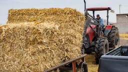 Entregan pacas subsidiadas a ganaderos en Chihuahua