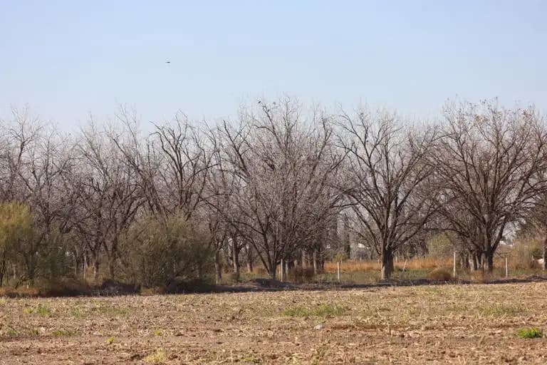 Alertan productores por falta de frío en nogales