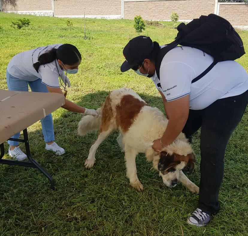 Relanzan vacunación antirrábica y reforestación en Camargo