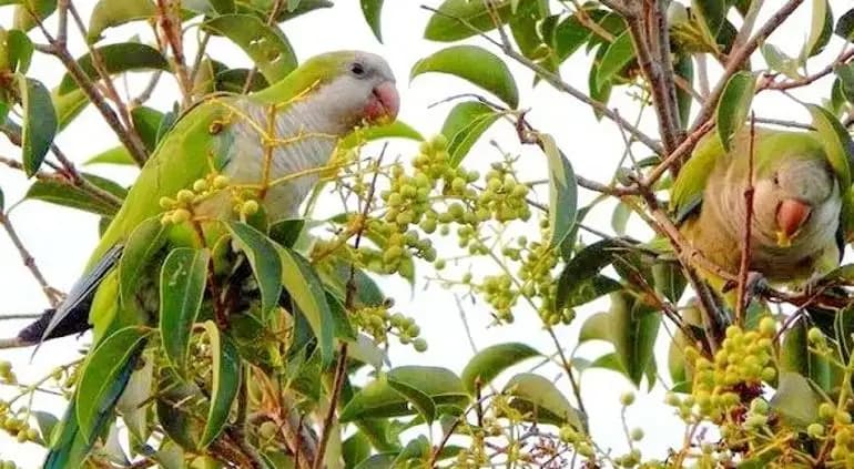 Cotorras argentinas invaden paisaje urbano en Chihuahua