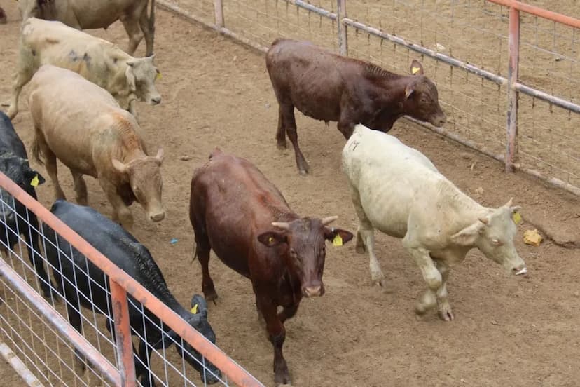 Crisis ganadera en Saucillo por sequía y cierre fronterizo
