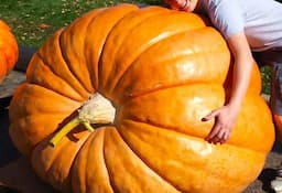 Chihuahua rompe récord nacional con calabaza gigante de 524 kilos
