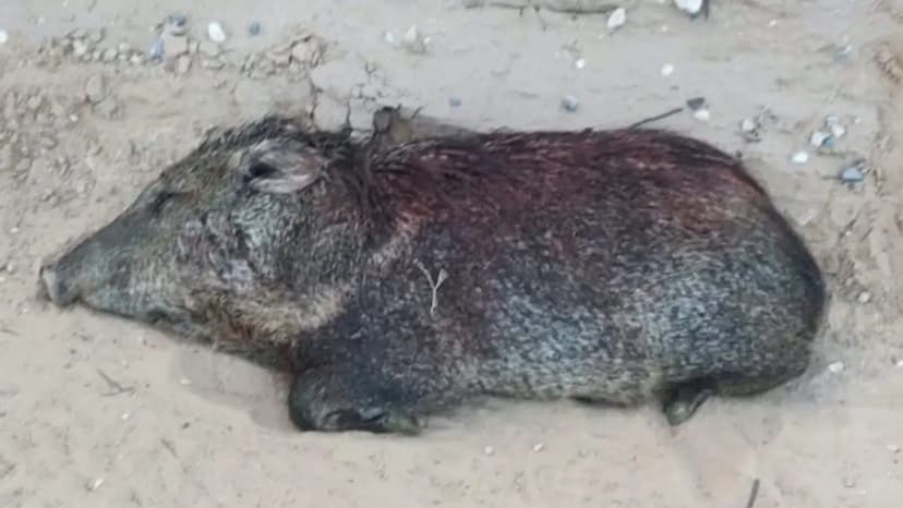 RZR atropella a pecarí en la entrada de Ciudad Juárez; animal recibe ayuda hasta el día siguiente