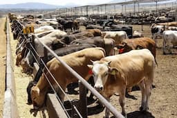 Reanudan exportación de ganado a EU por cruce Palomas-Columbus