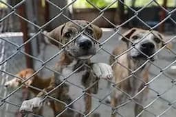 Chihuahua endurece penas por maltrato animal hasta 6 años