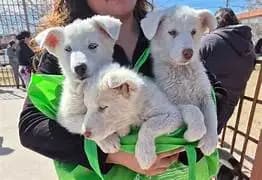 Preparan jornadas gratuitas de esterilización en Juárez