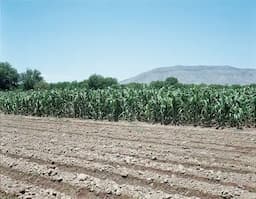 Proyectan sembrar 900 mil hectáreas agrícolas en Chihuahua