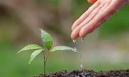 Adoptan alternativas ante escasez de fertilizantes