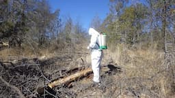 Contienen plaga de gusano en Sierra Tarahumara