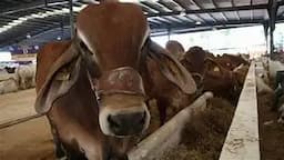 Refuerzan exportación ganadera chihuahuense a EU