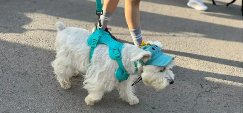 Organizan carrera de mascotas en apoyo a CATEA en Juárez