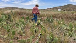 Impulsan producción de nopal en Satevó con proyecto local