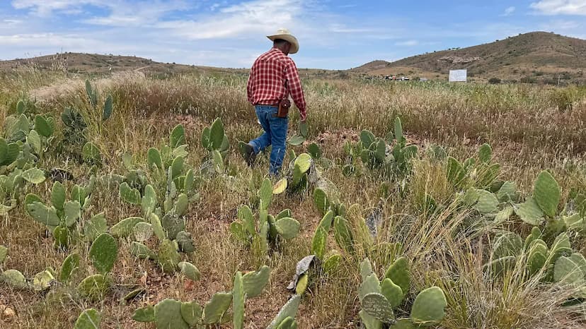 Impulsan producción de nopal en Satevó con proyecto local