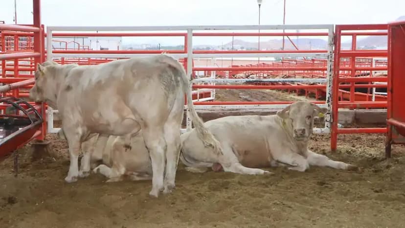 Buscan reabrir estaciones ganaderas en frontera con EU