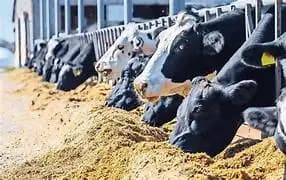 Ofrecen subsidios para concentrado lechero en Chihuahua