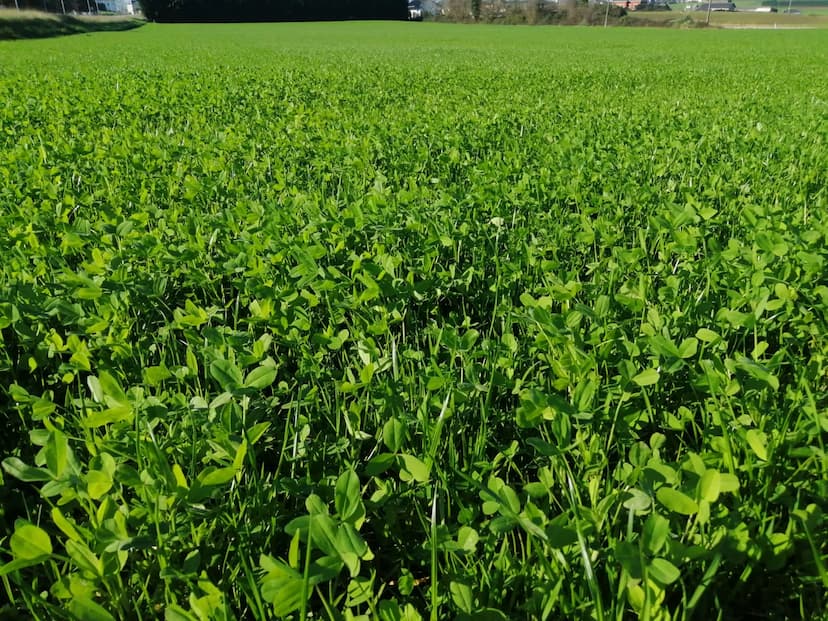 Ofrecen subsidio para semilla de pradera en Chihuahua