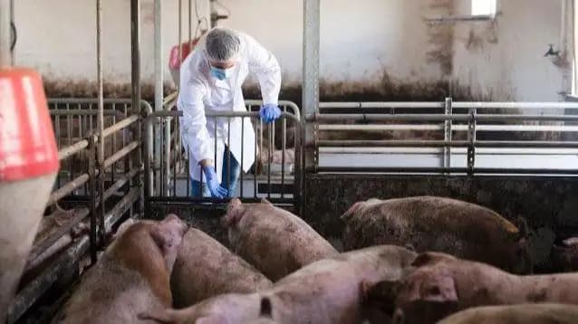 Ofrecen subsidio a porcicultores en Chihuahua