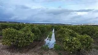 Lluvias benefician cultivos en Delicias y Meoqui