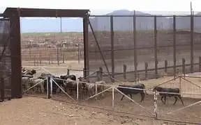 Negocian reapertura de exportación ganadera de Chihuahua a EU