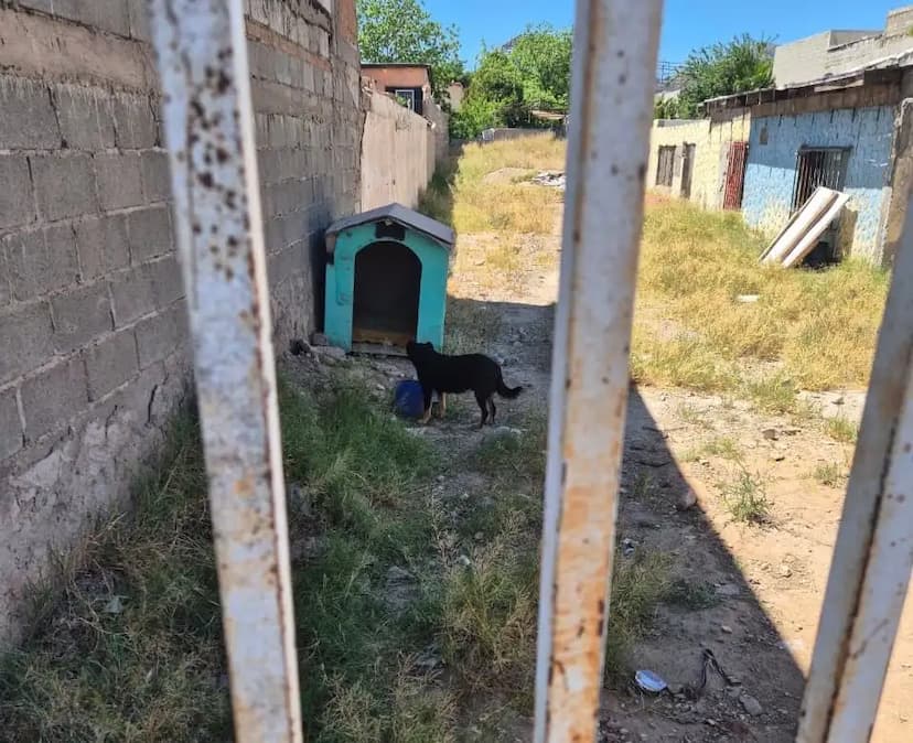 Rescatan a 19 animales víctimas de maltrato tras operativos simultáneos en Juárez